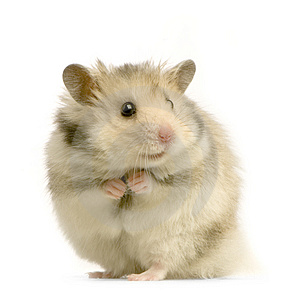 Mr. Hamster